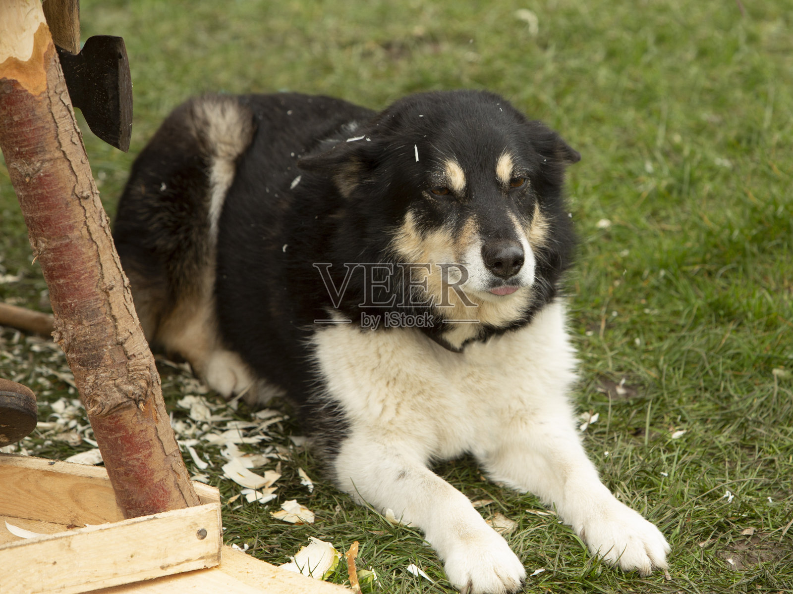 正在休息的边境牧羊犬。照片摄影图片