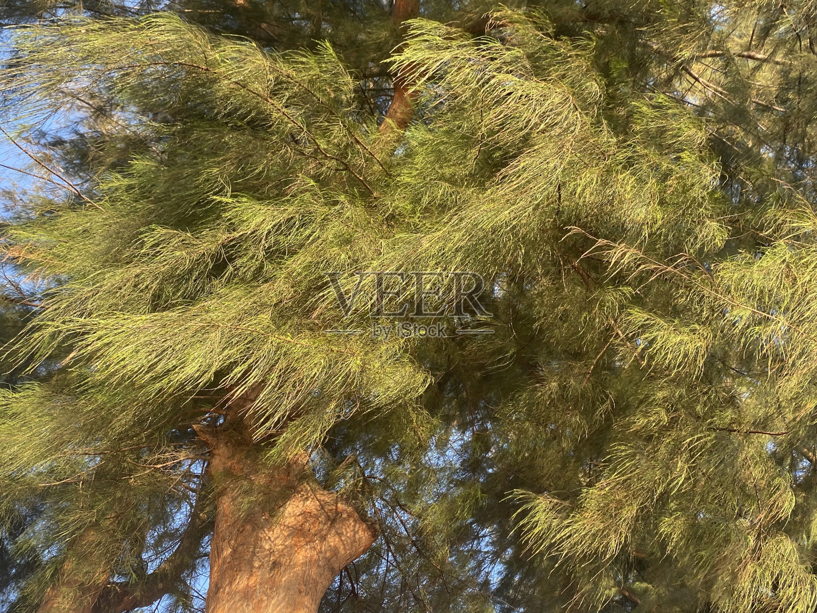 美丽的树照片摄影图片