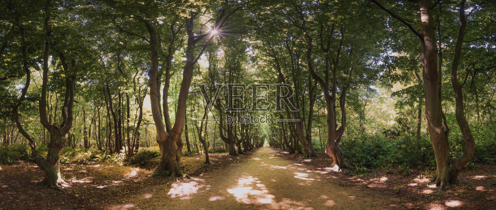 林荫小径菩提树，山毛榉和橡树在老庄园照片摄影图片