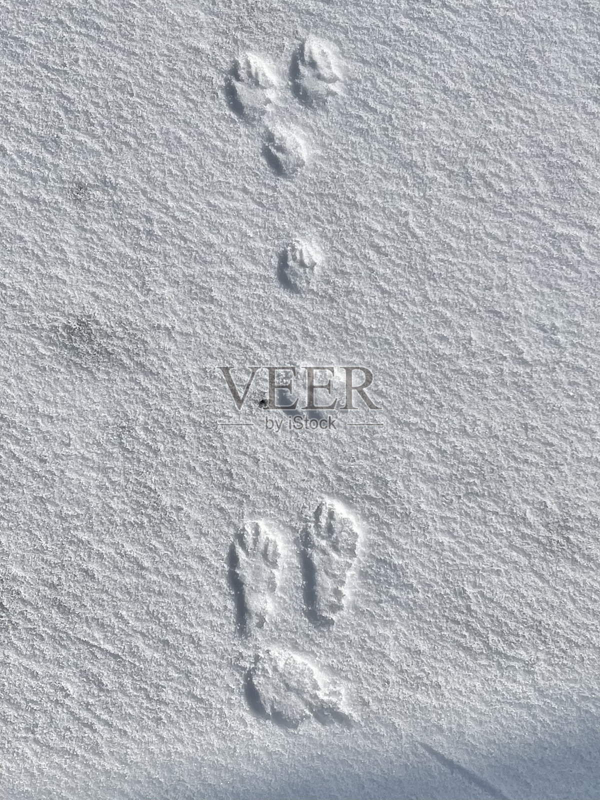 兔子跟踪照片摄影图片