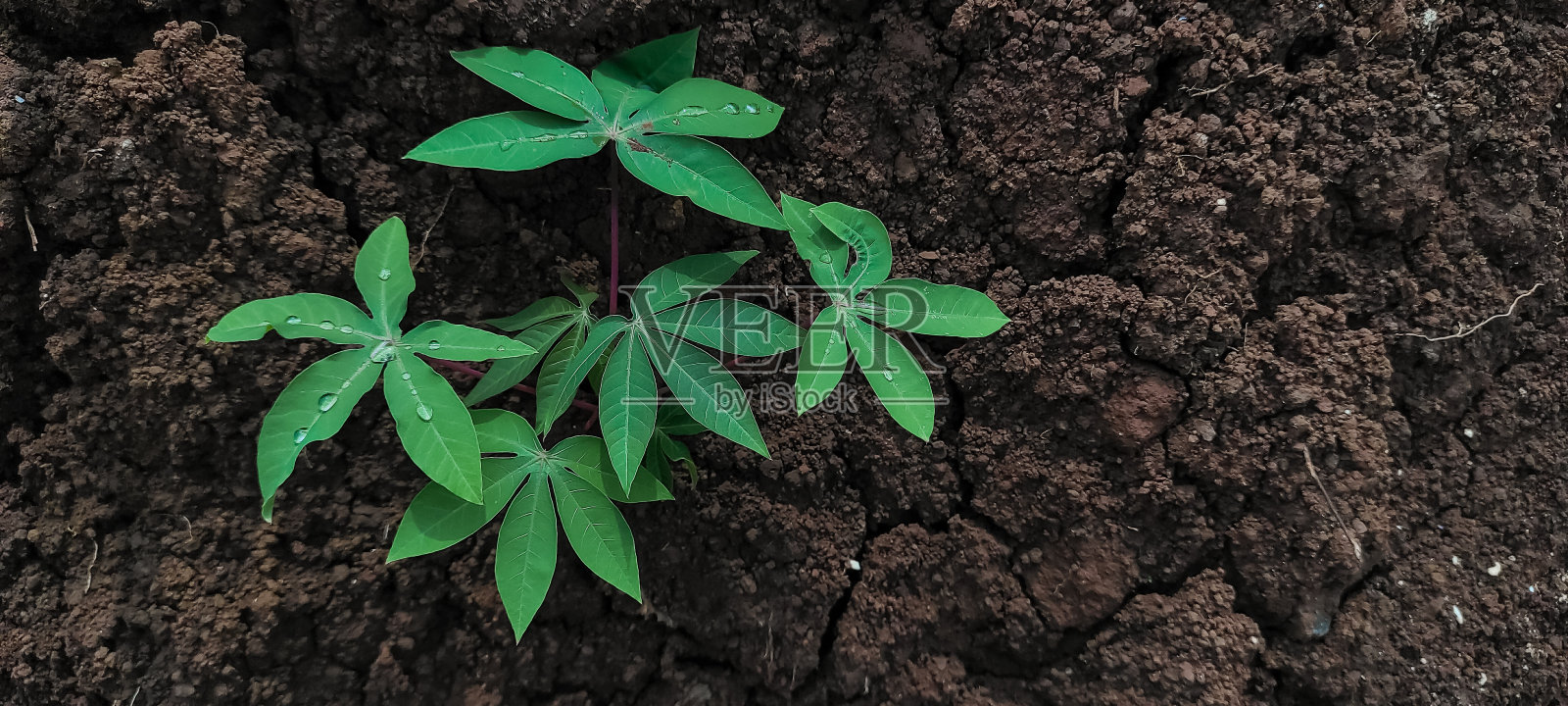 花园里的木薯叶，木薯芽照片摄影图片