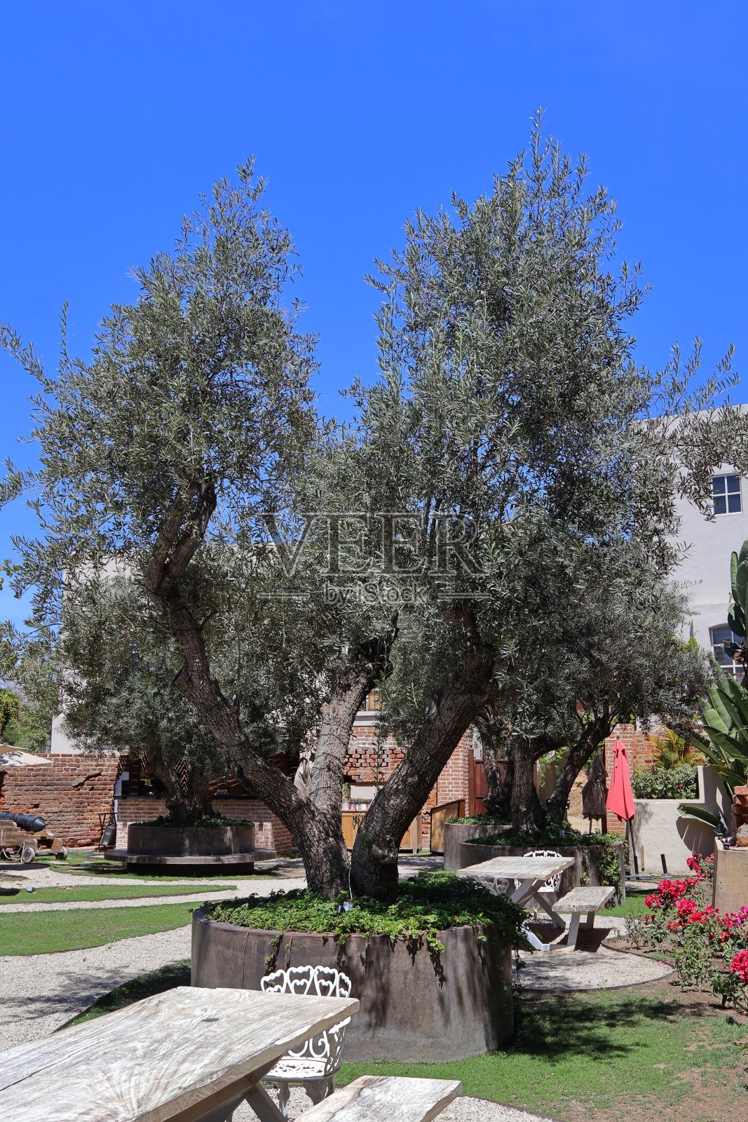 一棵美丽的橄榄树照片摄影图片