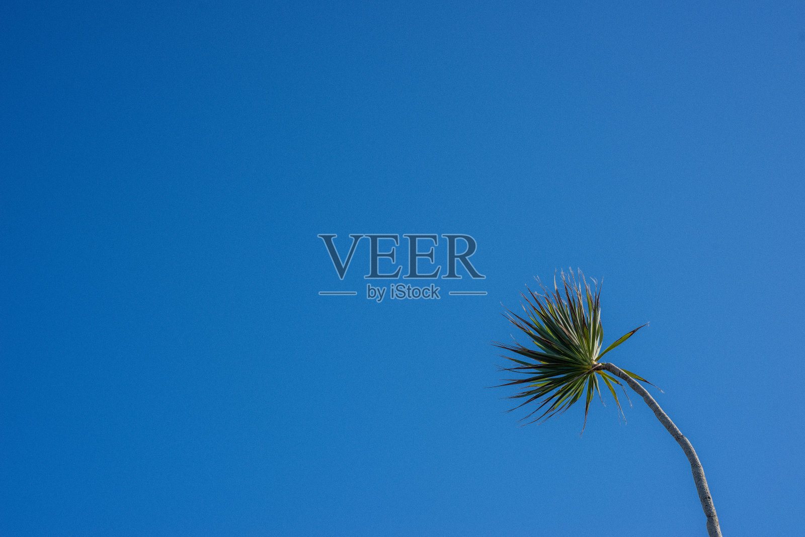 蓝天下的一棵丝兰树照片摄影图片