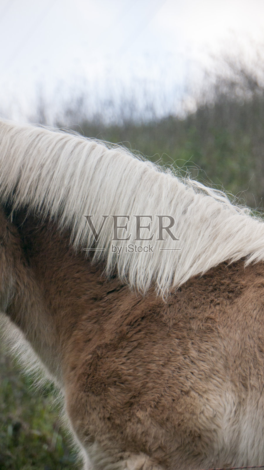 马的脖子照片摄影图片