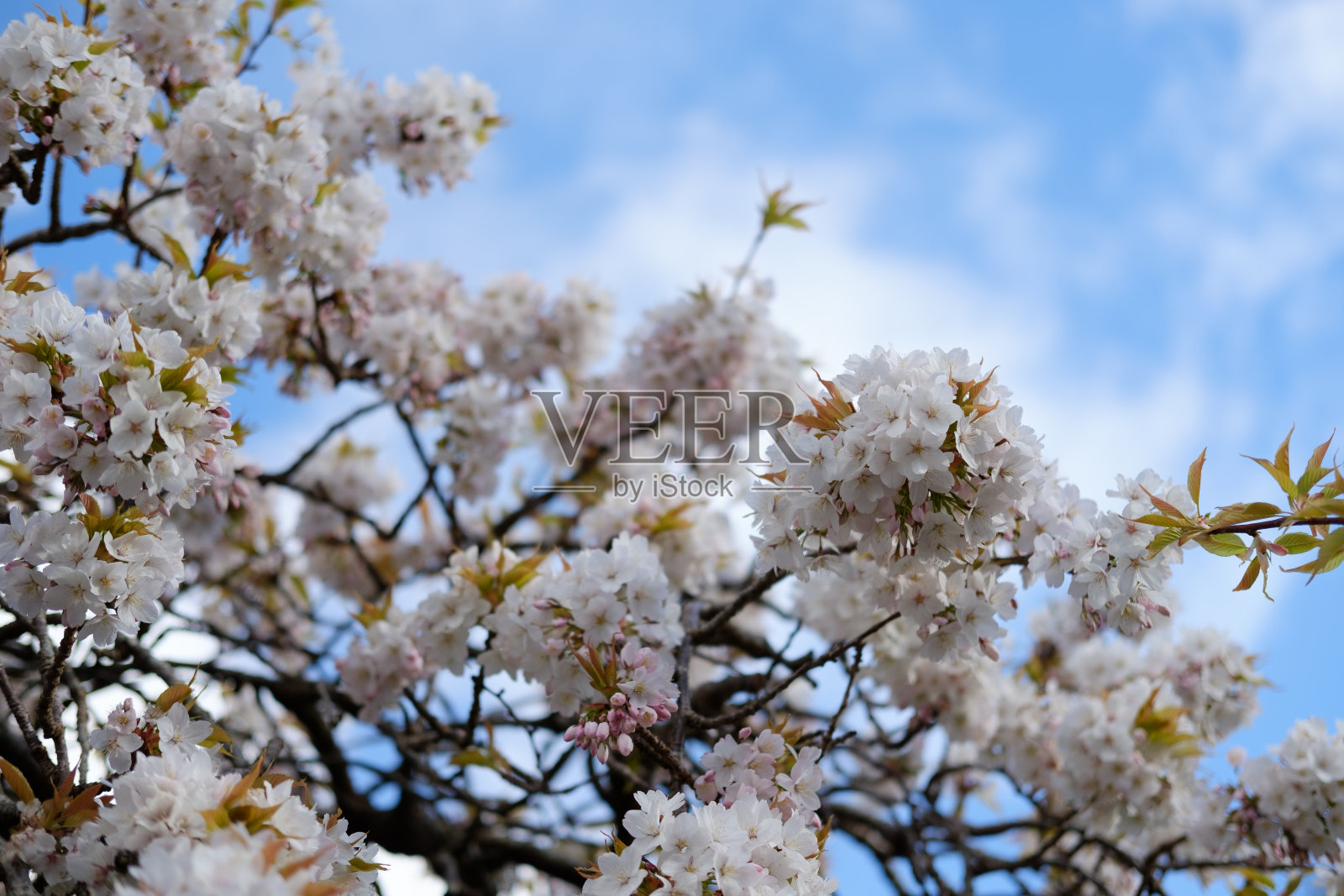 白色的樱花盛开照片摄影图片
