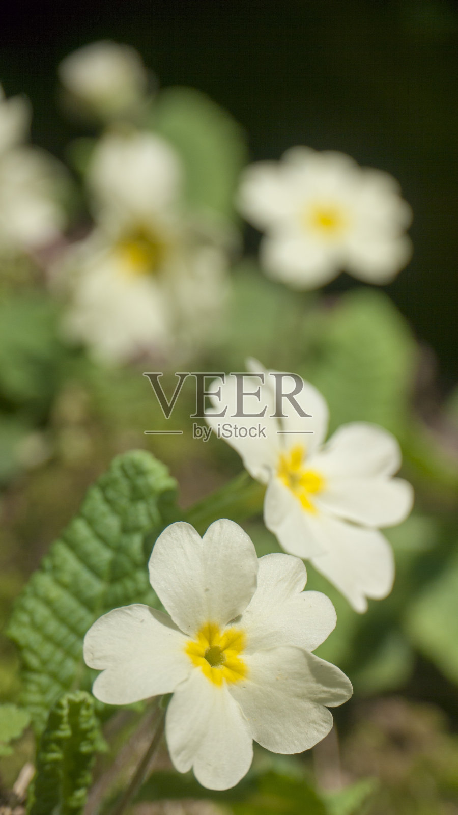 野白花丛照片摄影图片