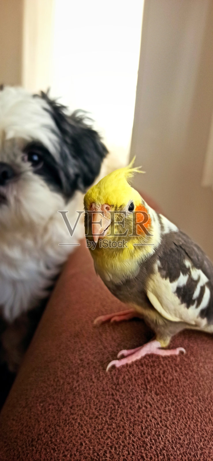 鹦鹉和狮子狗照片摄影图片