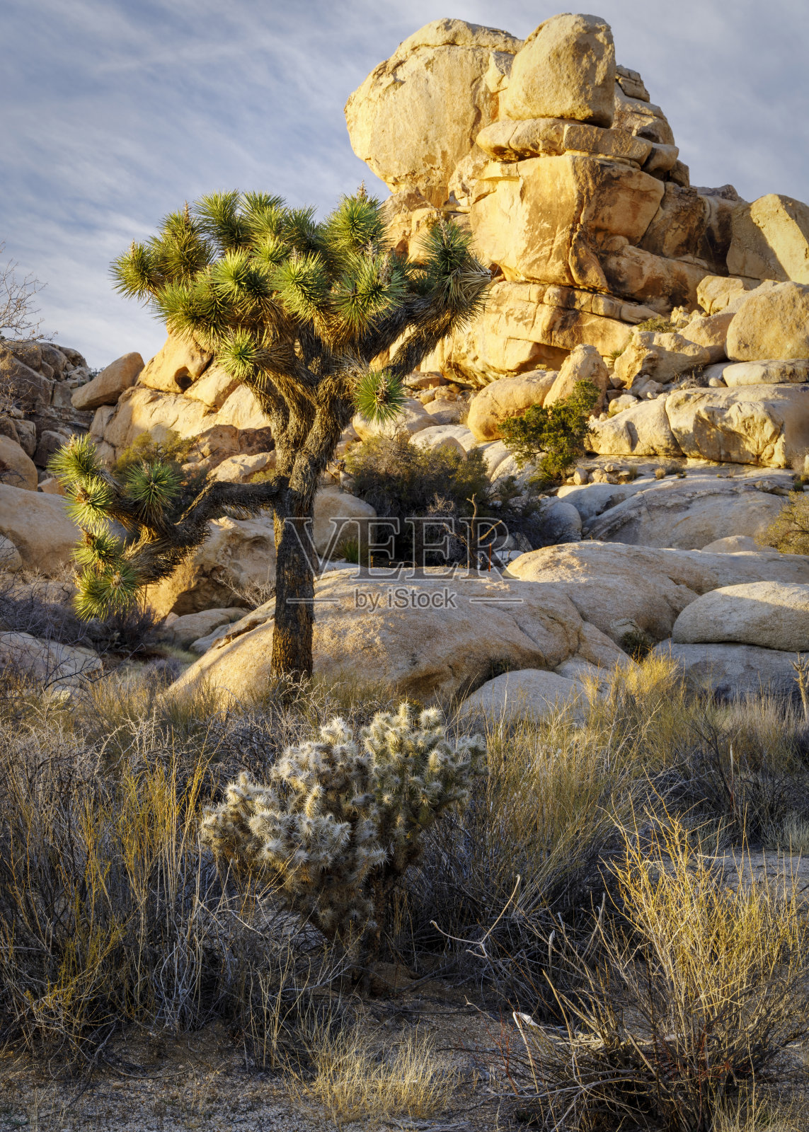 日落时的约书亚树照片摄影图片