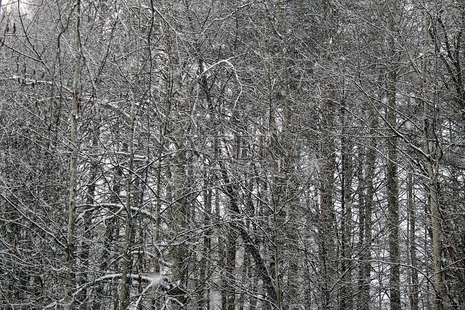 冬季森林里，白天大雪纷飞。照片摄影图片