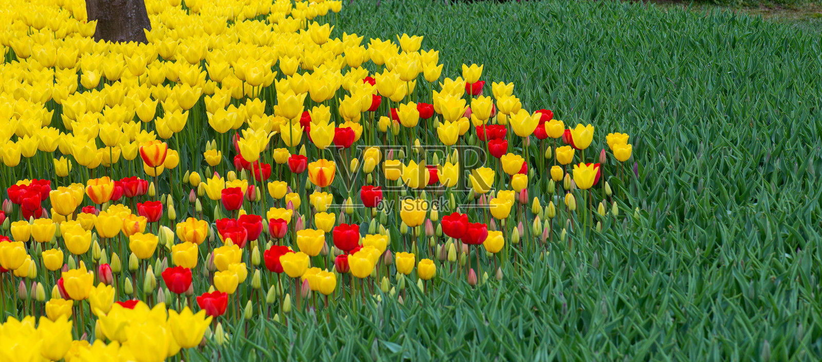 公园里的红郁金香和黄郁金香照片摄影图片