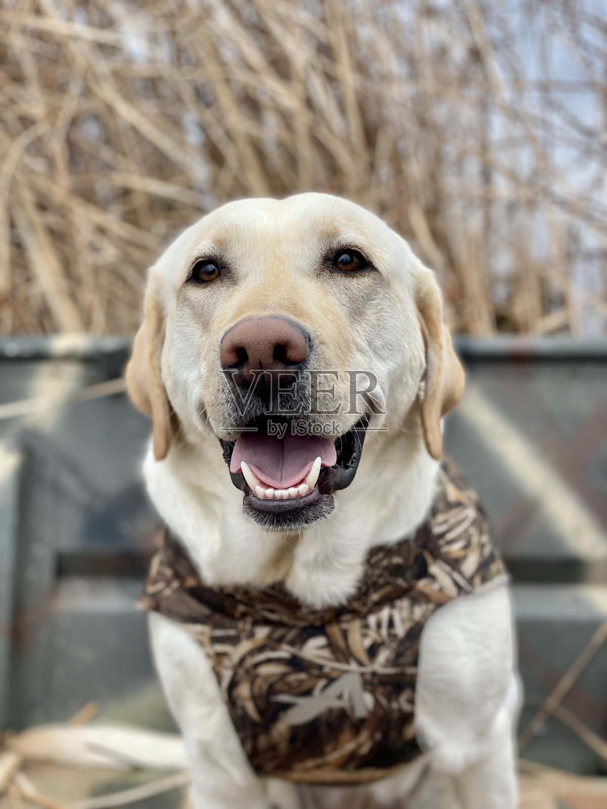 对黄色拉布拉多施杀手锏照片摄影图片