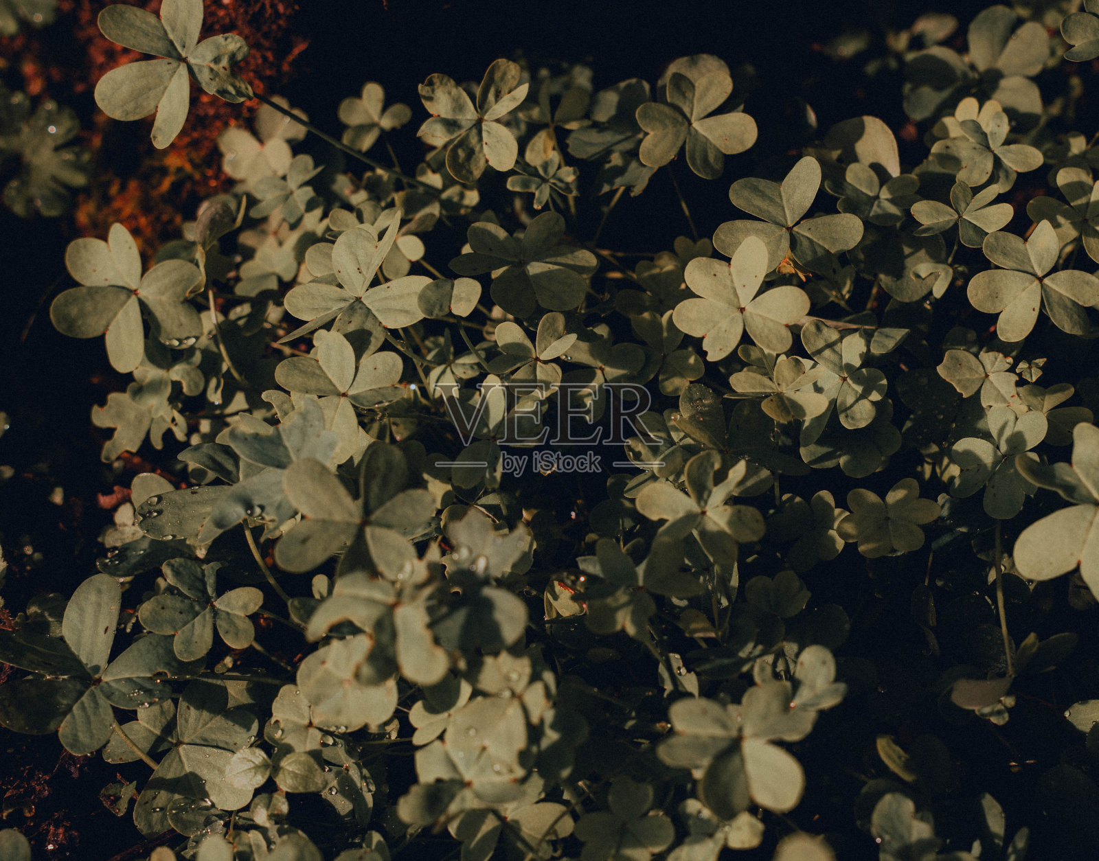 手和三叶草照片摄影图片