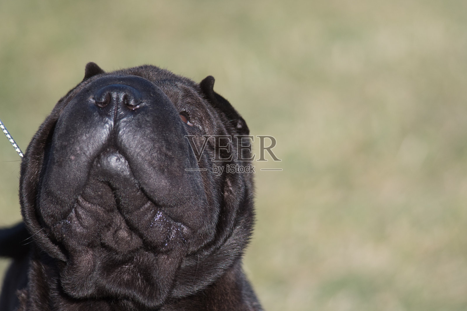 Sharpei抬头看着handler照片摄影图片