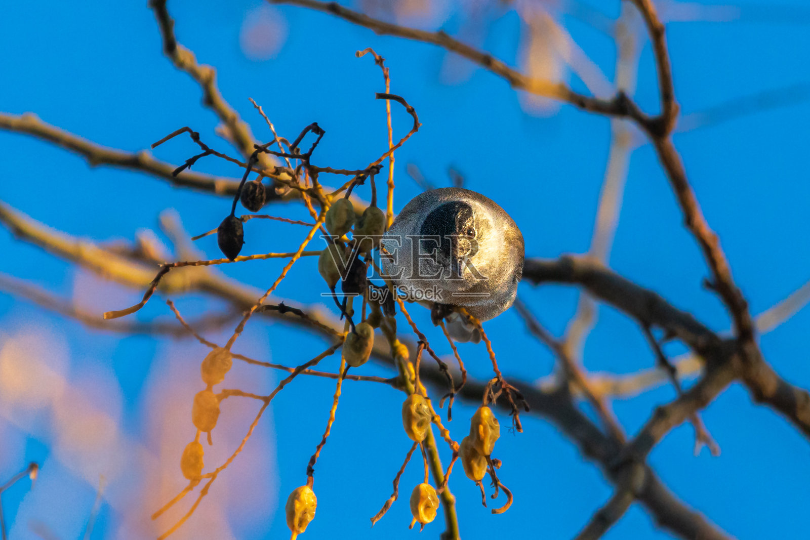 栖息在树枝上的欧亚黑头莺照片摄影图片
