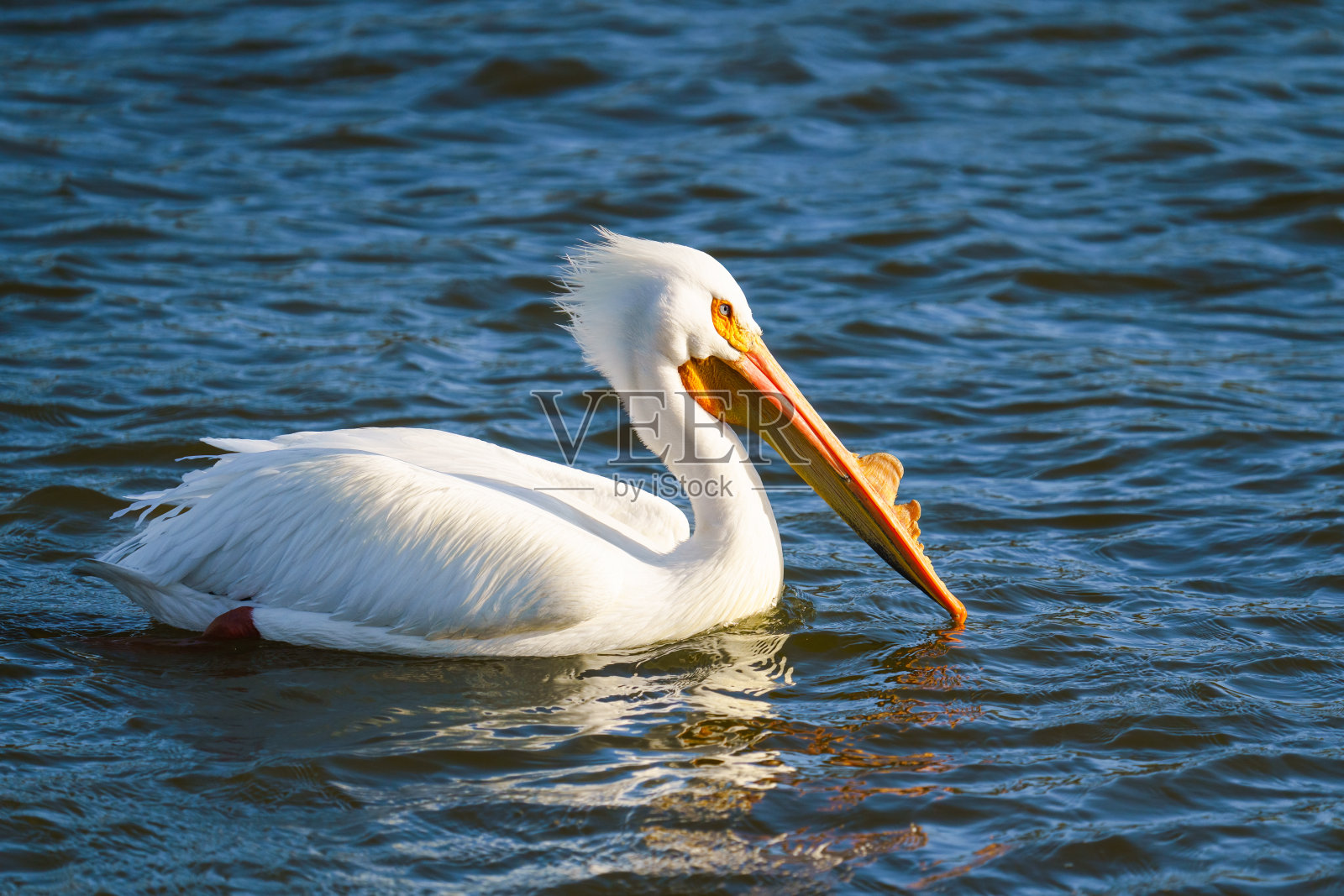 美洲白鹈鹕。白色鹈鹕的特写肖像漂浮在蓝色的水面上的湖照片摄影图片