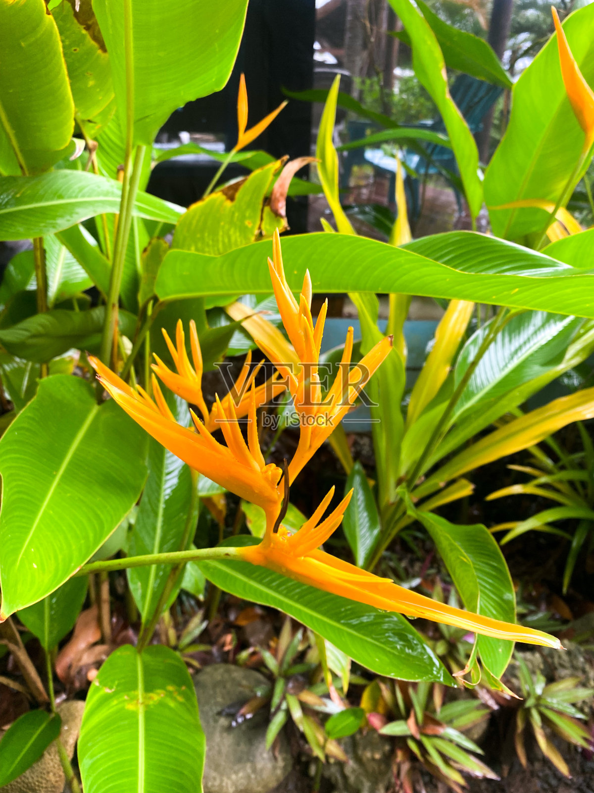 热带植物看起来明亮而生动照片摄影图片