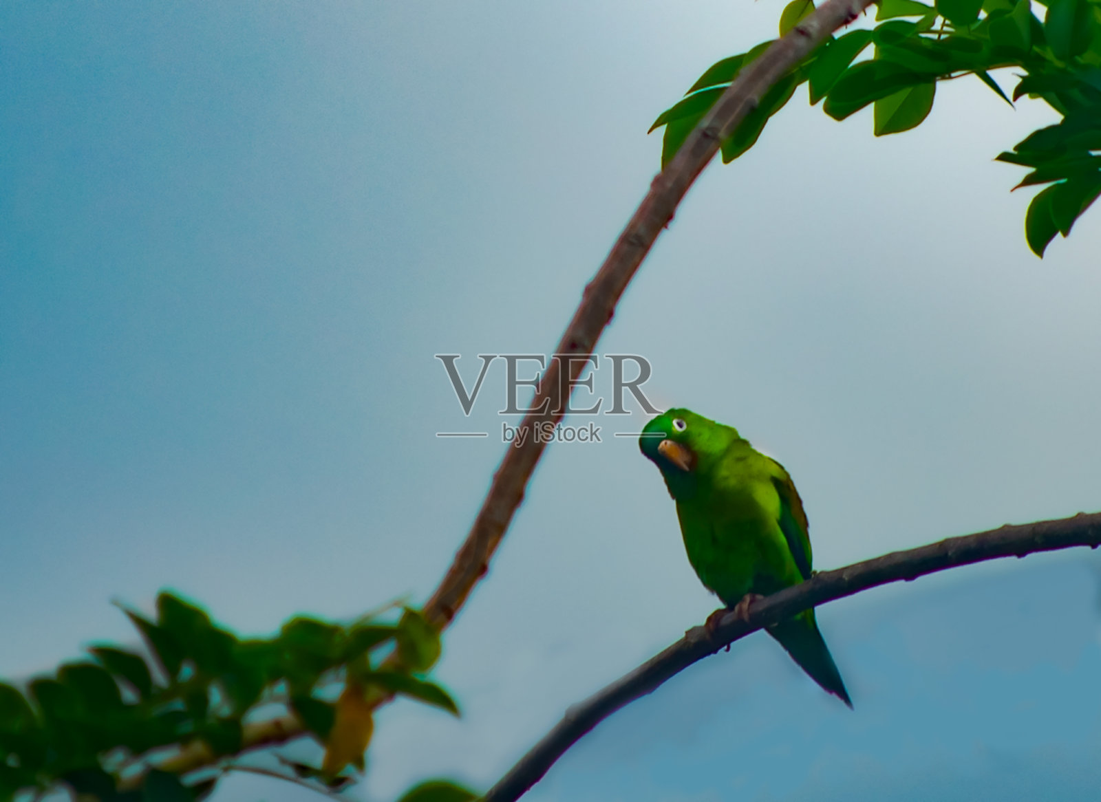 眼镜鹦鹉在看我照片摄影图片