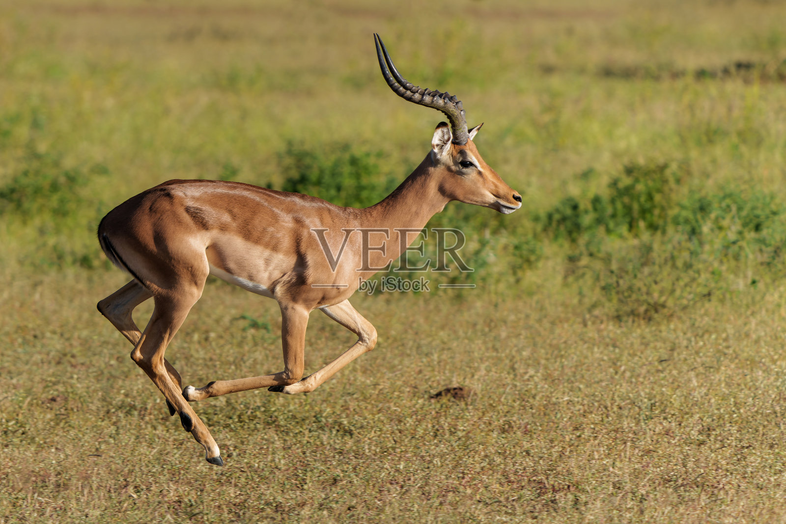 黑斑羚在马沙图野生动物保护区奔跑照片摄影图片