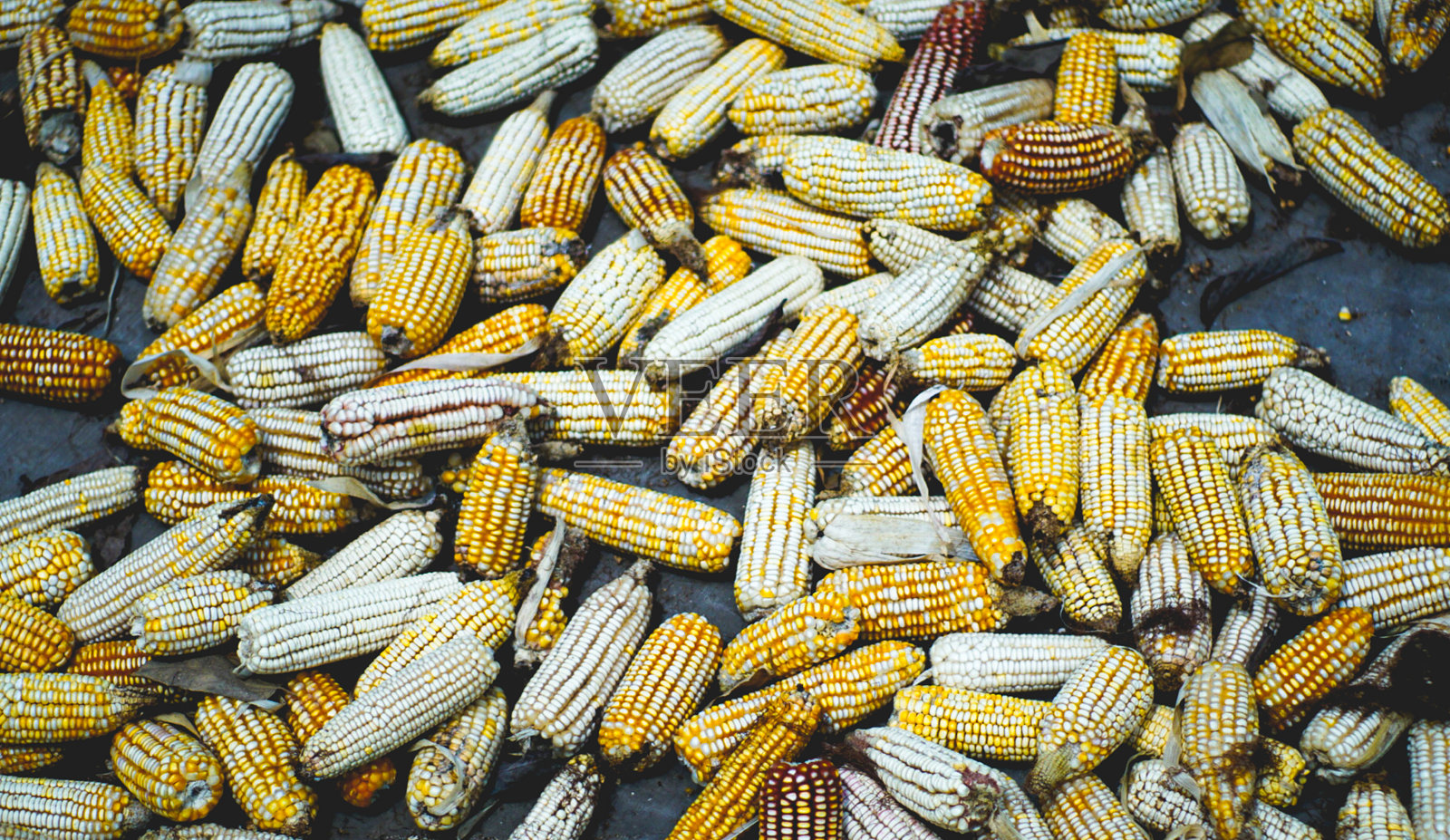 玉米照片摄影图片