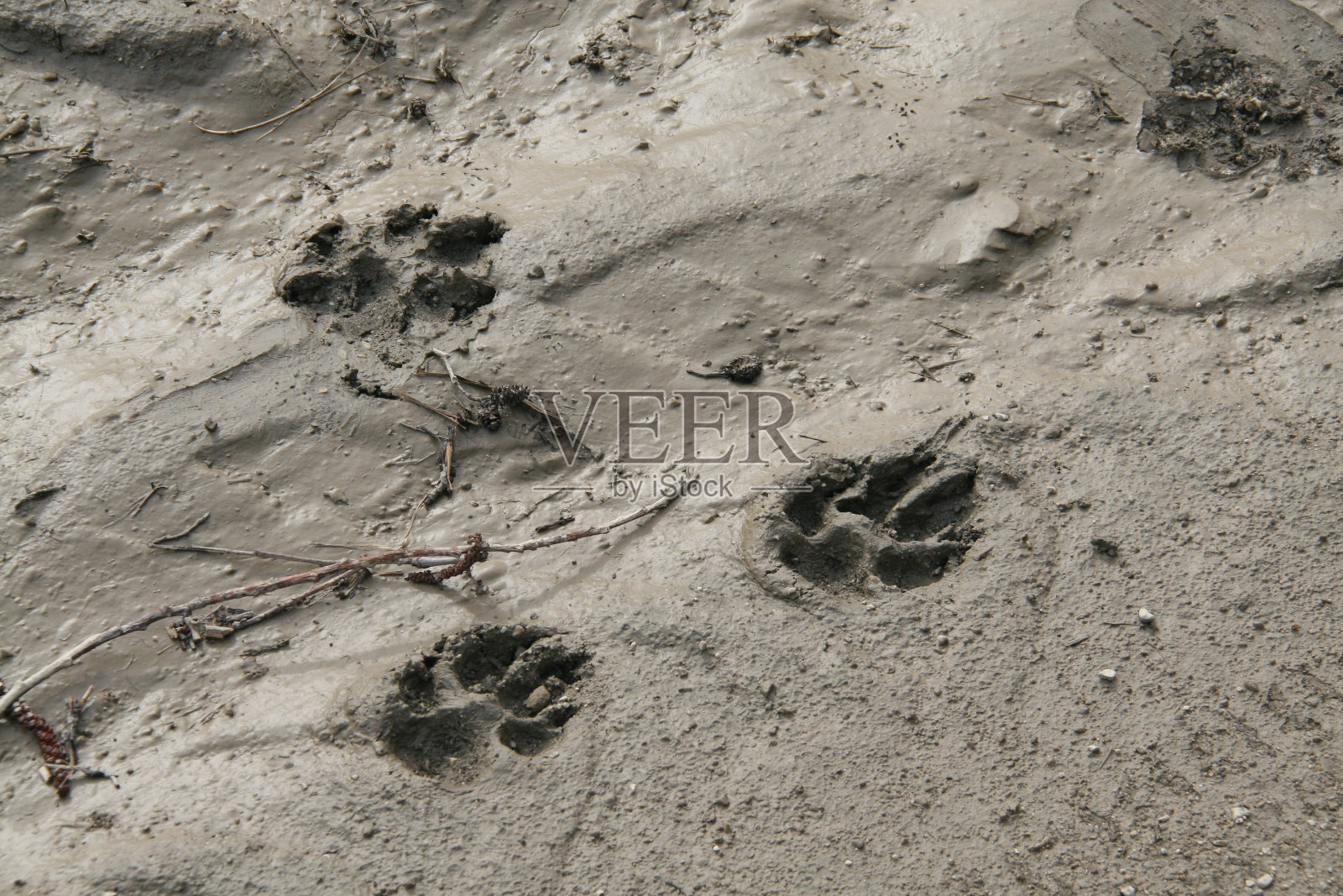 狗脚印照片摄影图片