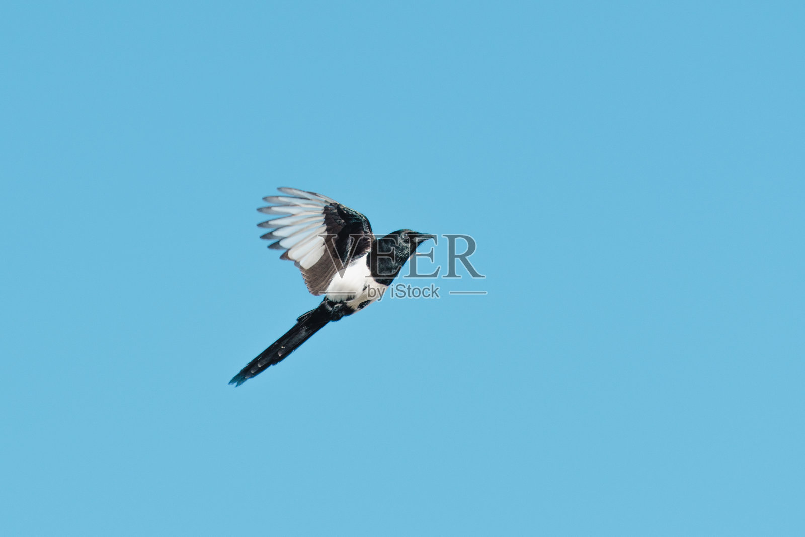 一只喜鹊在深蓝色的天空下飞行的详细视图照片摄影图片