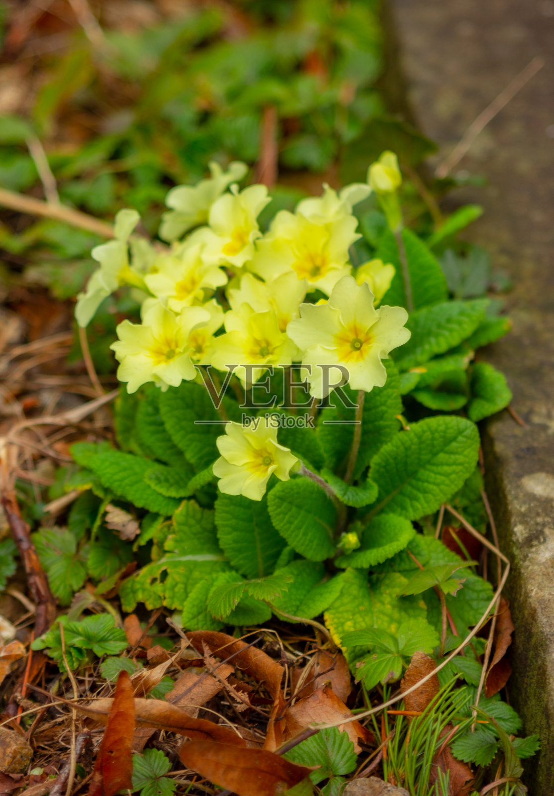 黄色报春花特写种植在地上的花园。春天的报春花照片摄影图片