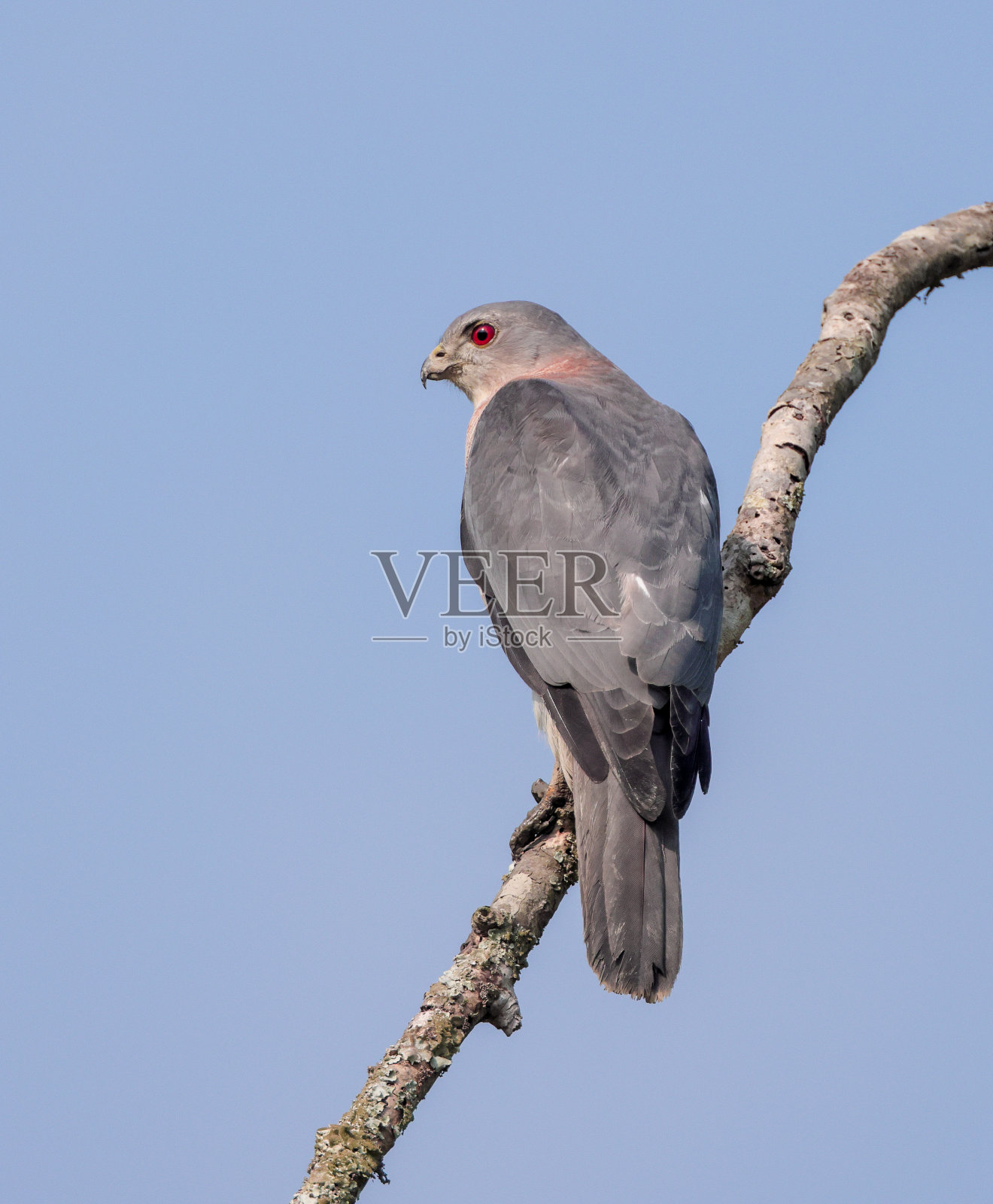 希克拉鸟。照片摄影图片