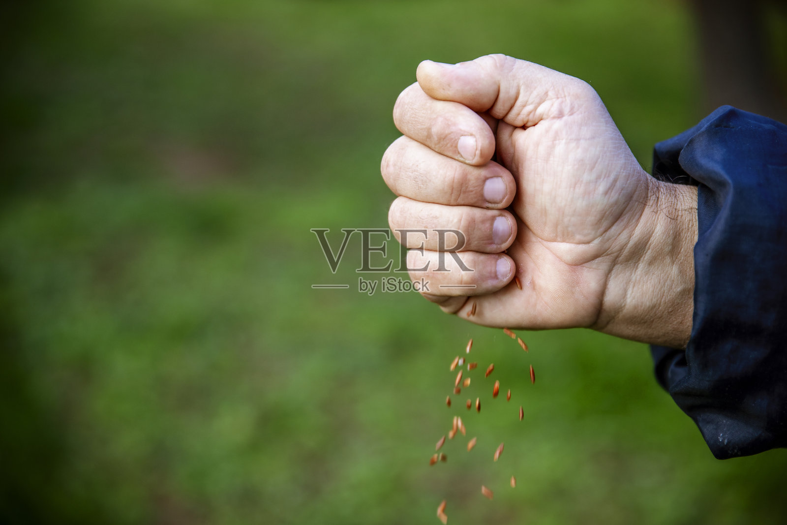 农民手中的谷物照片摄影图片