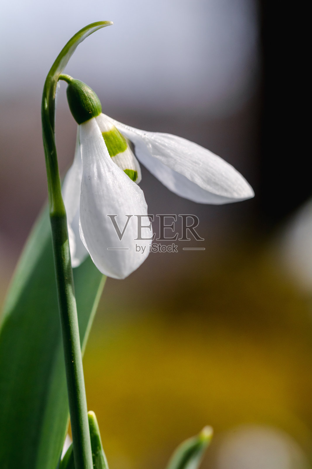 花园里的鲜花照片摄影图片