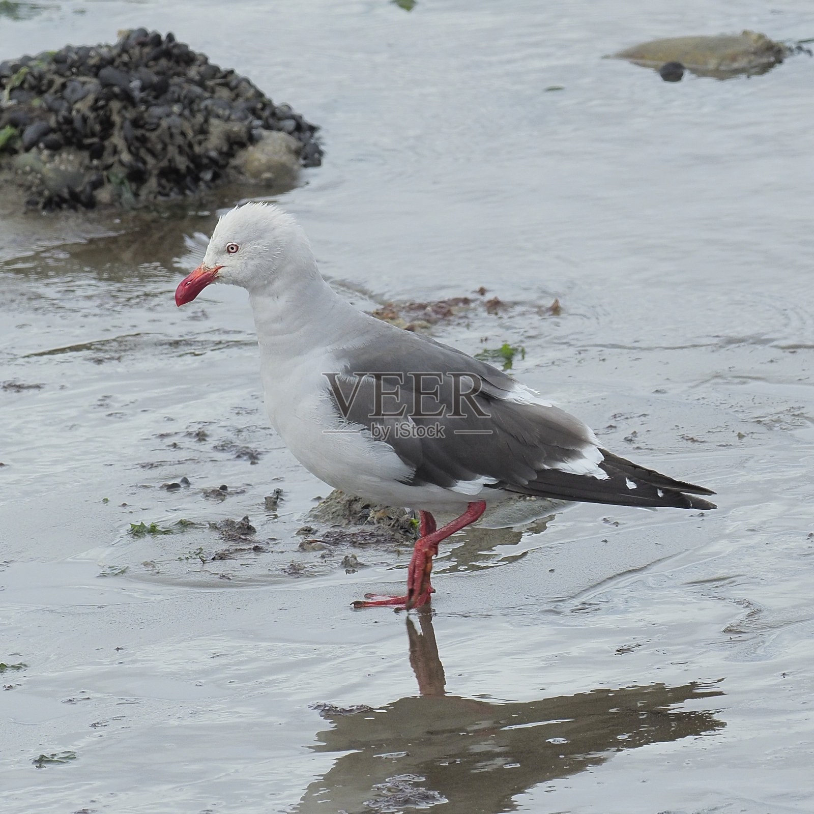 一只成年海豚鸥在智利巴塔哥尼亚的海滩上寻找食物照片摄影图片