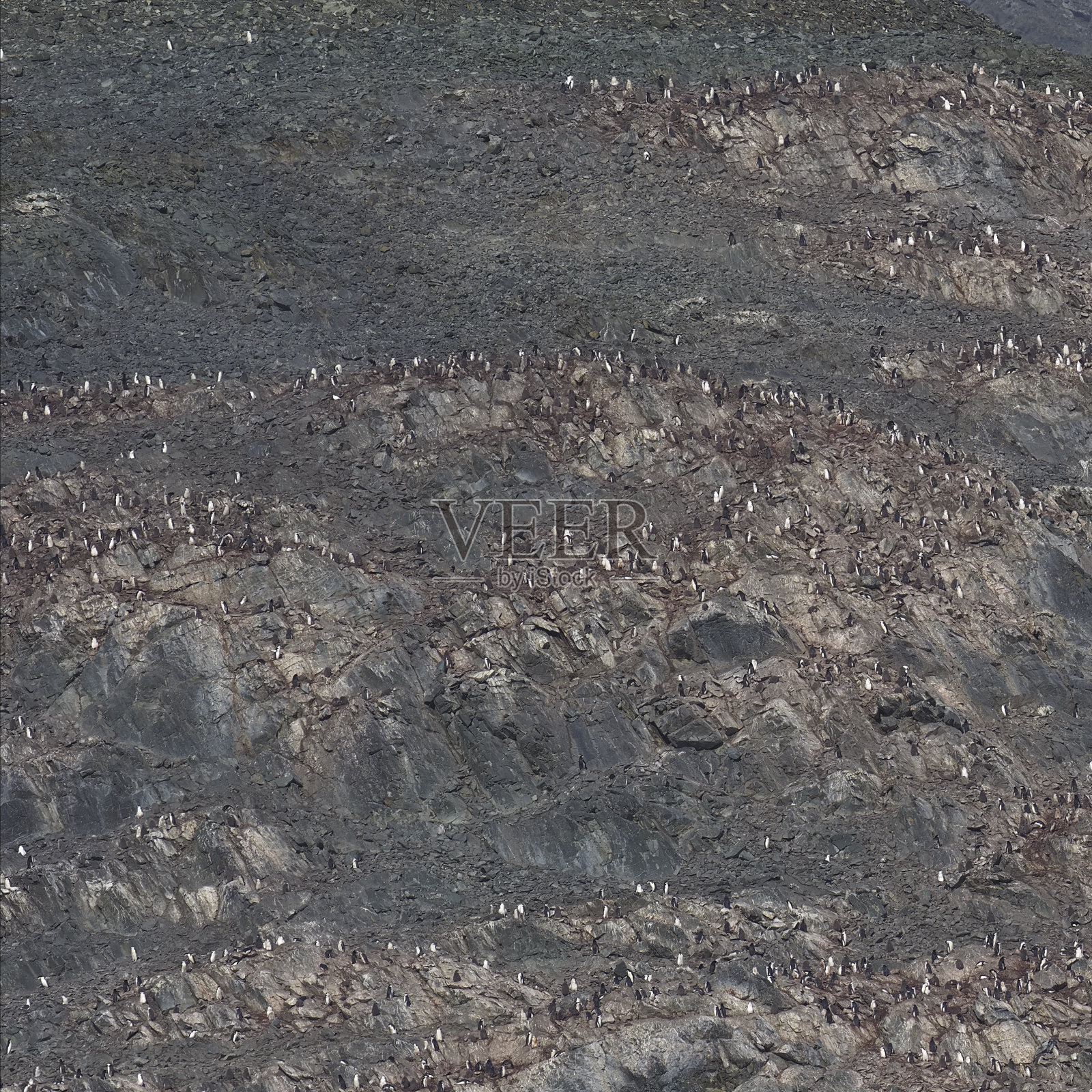 南极洲象岛上一个大型企鹅群落的远景照片摄影图片