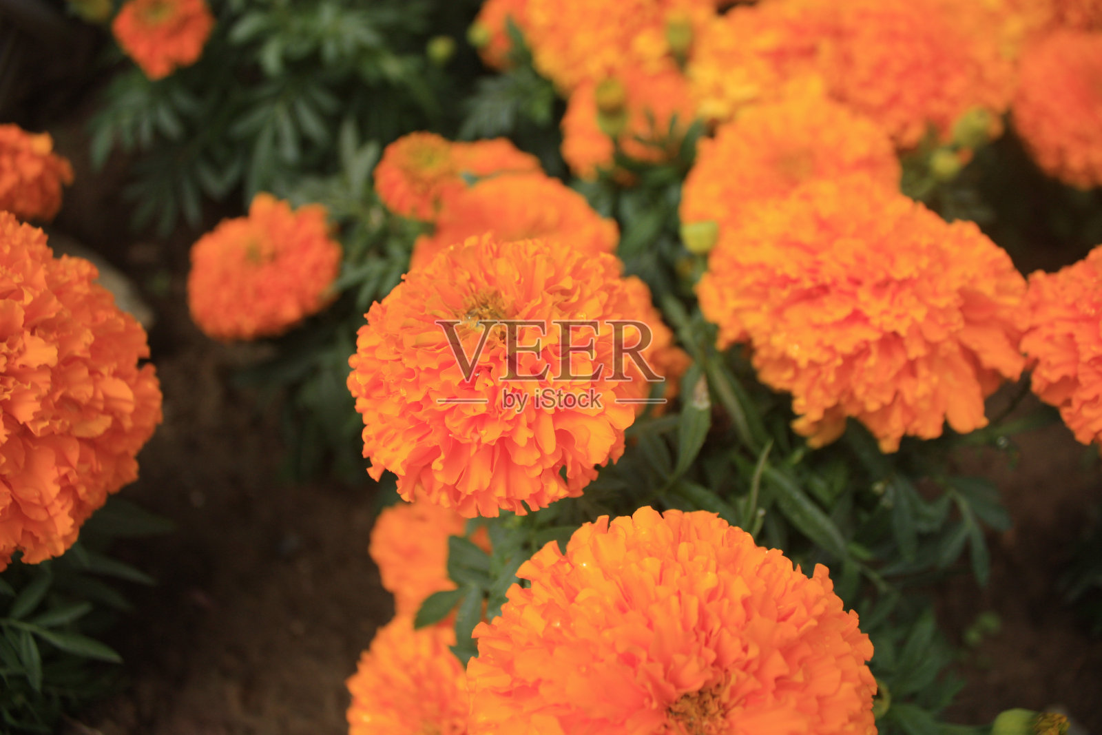 美丽的黄色万寿菊花田照片摄影图片