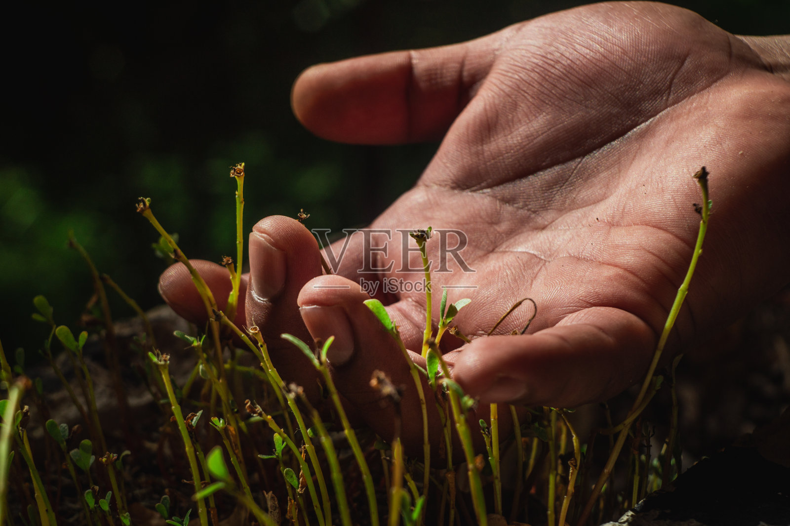 用手抚摸一株长在地里的小牵牛花照片摄影图片