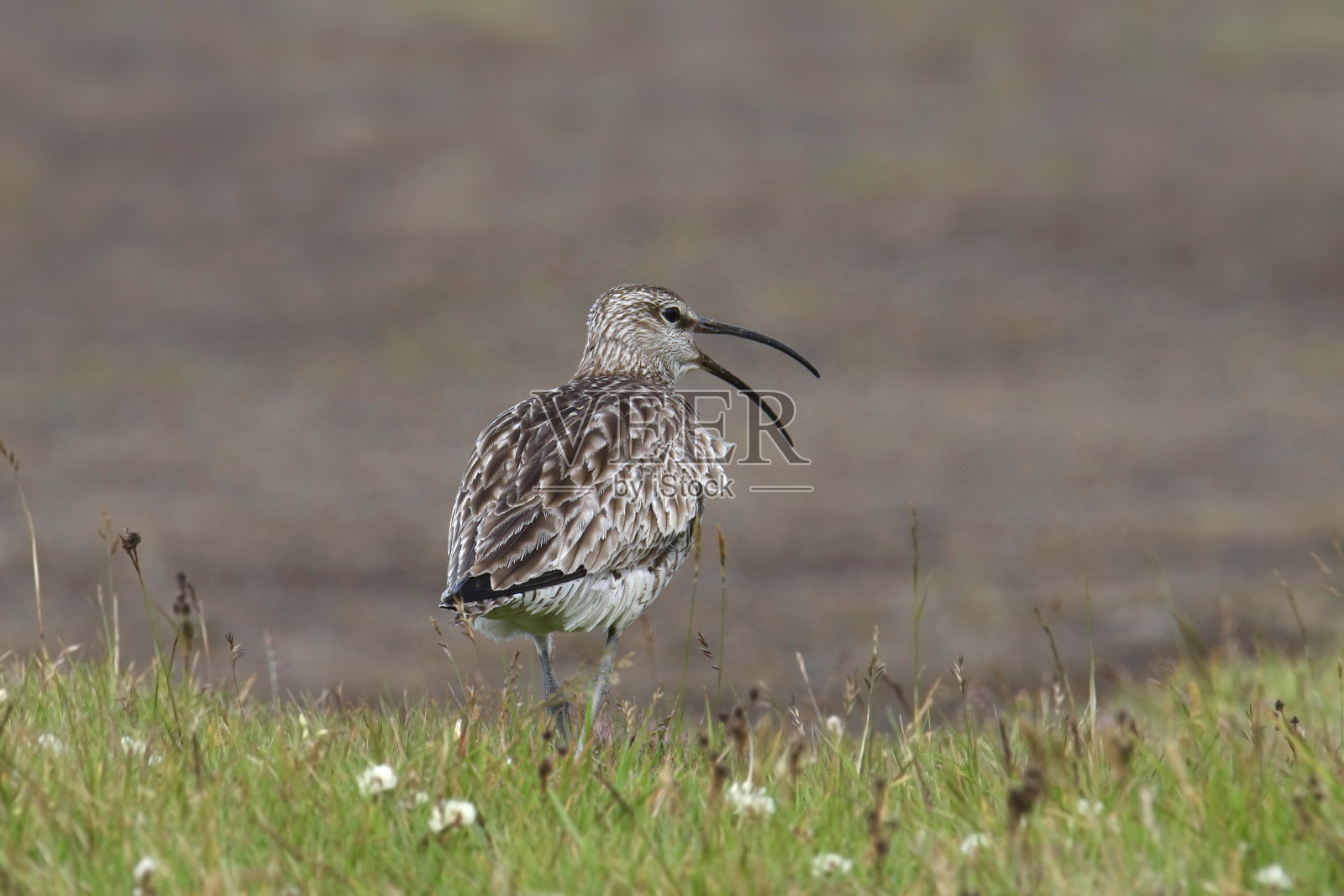 长着大嘴巴的圆嘴鸟照片摄影图片