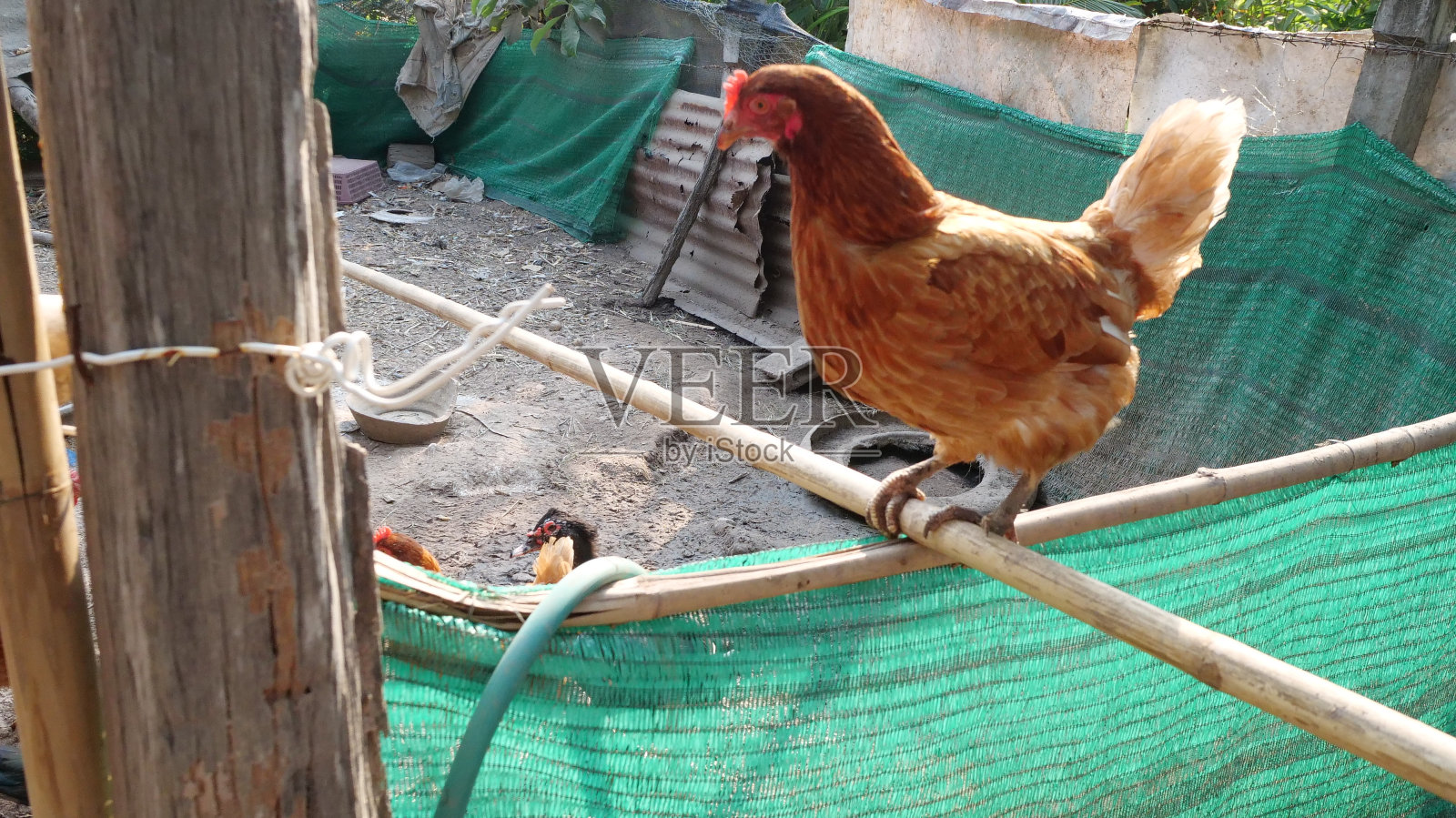 鸡肉、农场照片摄影图片