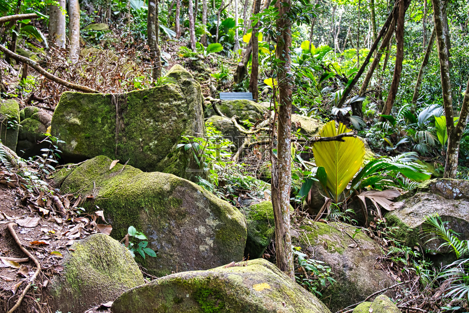 椰树小径，苔藓，花岗岩和棕榈树，马埃塞舌尔照片摄影图片