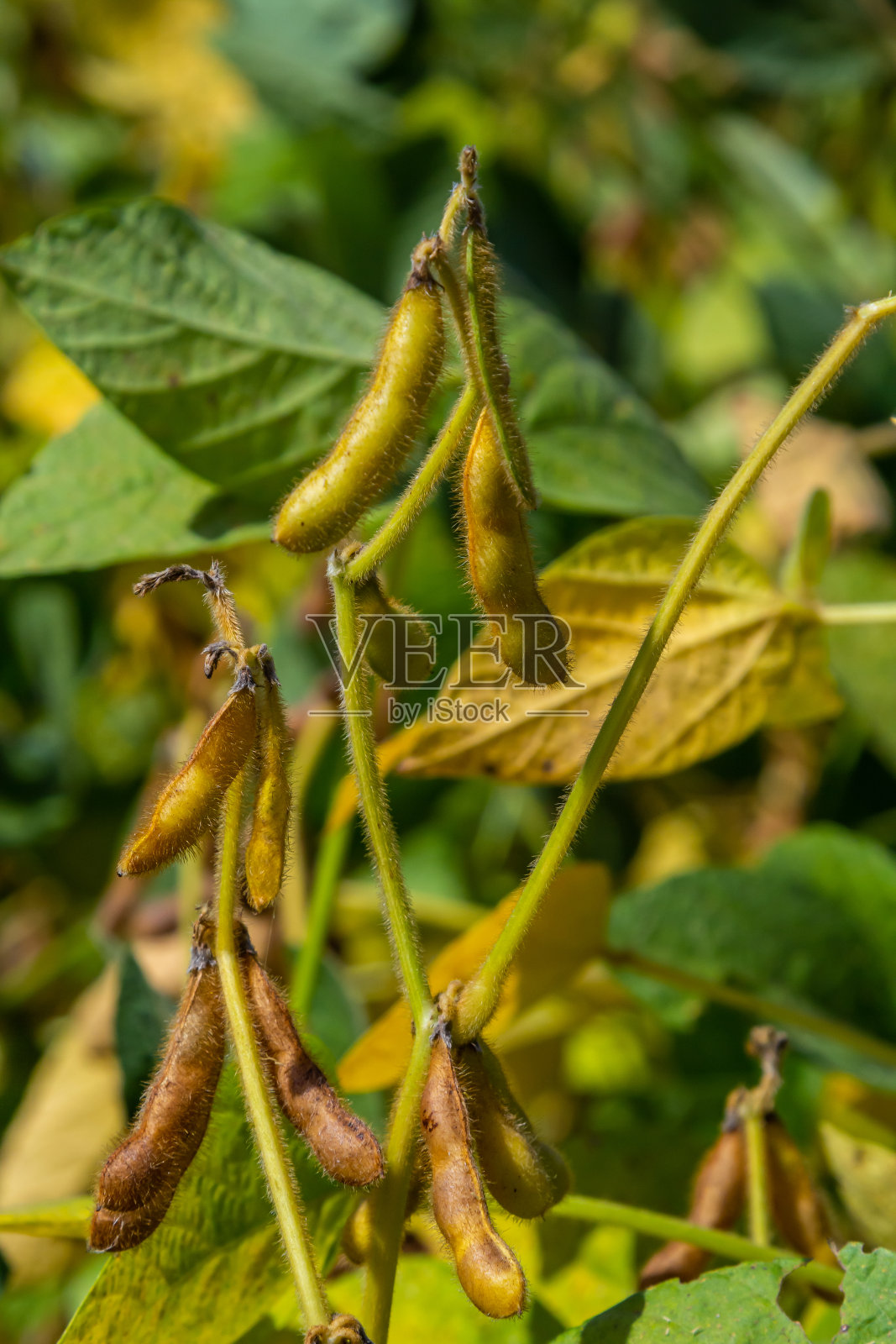 大豆豆荚宏观。大豆的收获-农业豆科植物。大豆田——干豆荚照片摄影图片