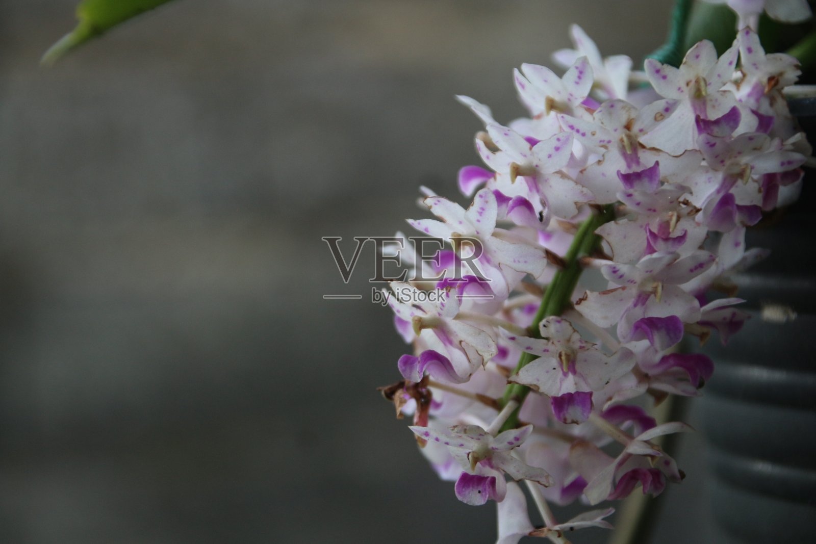 巨蜥照片摄影图片