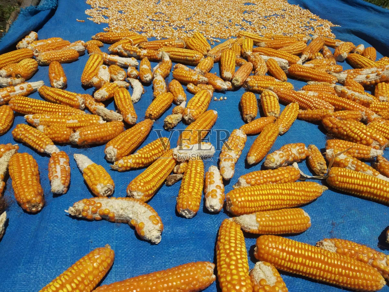 油布上晾晒的玉米照片摄影图片