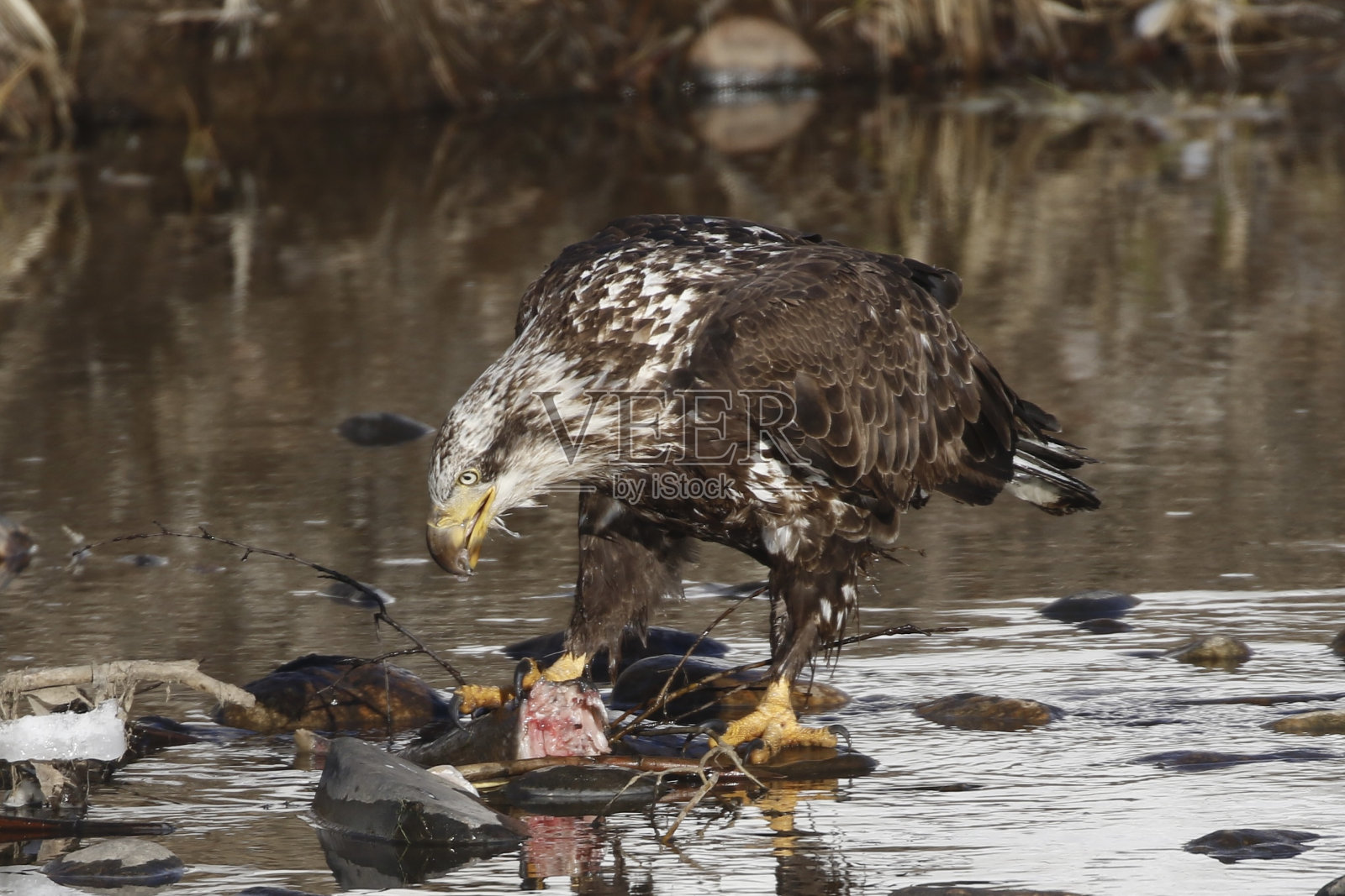 秃鹰扬帕河汽船泉科罗拉多州照片摄影图片