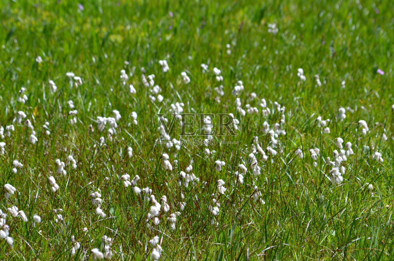 纤细的棉草照片摄影图片