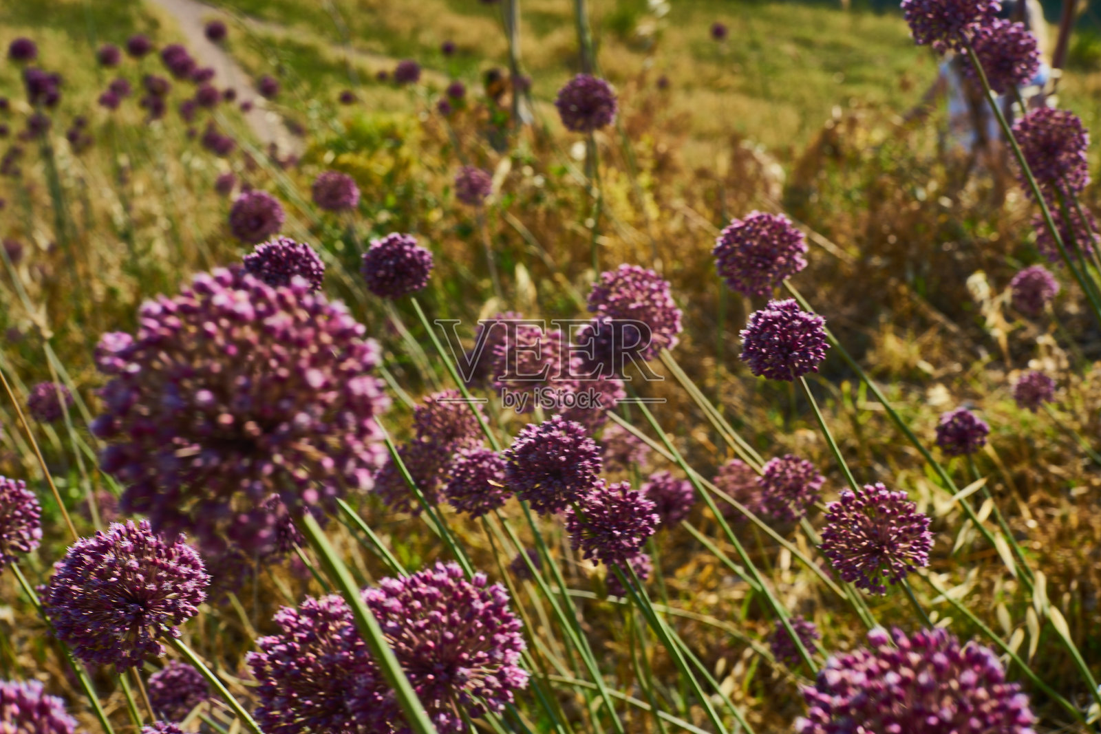洋葱花照片摄影图片