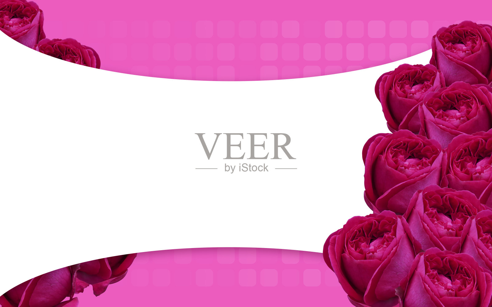 美丽的九个粉红色玫瑰花束，在粉红色的框架上模糊玫瑰花和模糊圆角矩形在粉红色的背景，横幅，模板，卡片，图案，对象，复制空间照片摄影图片