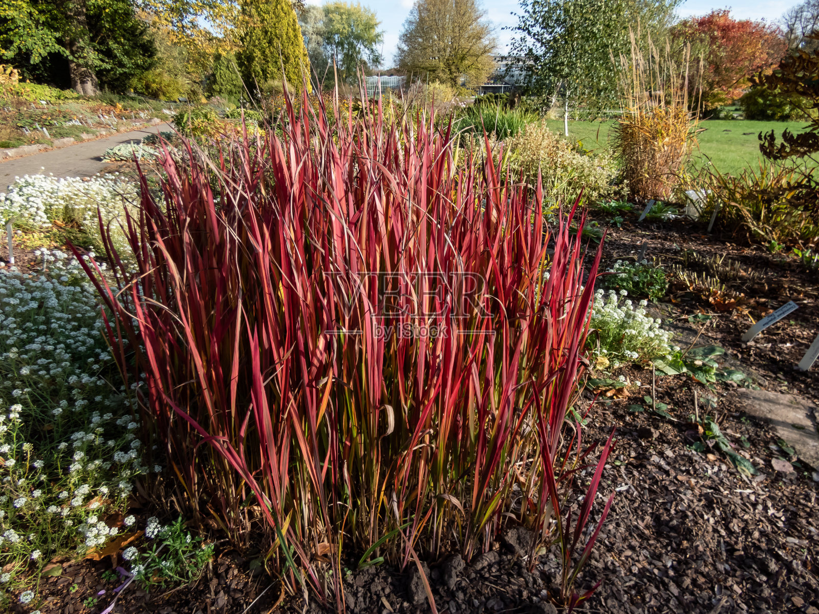 白茅:一种日本白茅品种(白茅白茅)，有红色和绿色的叶子，在花园里作为观赏植物种植照片摄影图片
