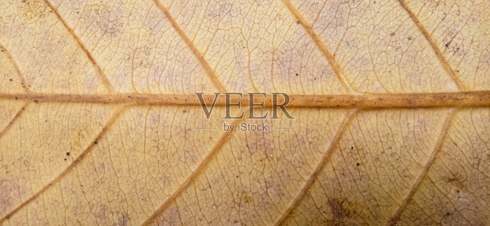 黄叶背景特写照片照片摄影图片