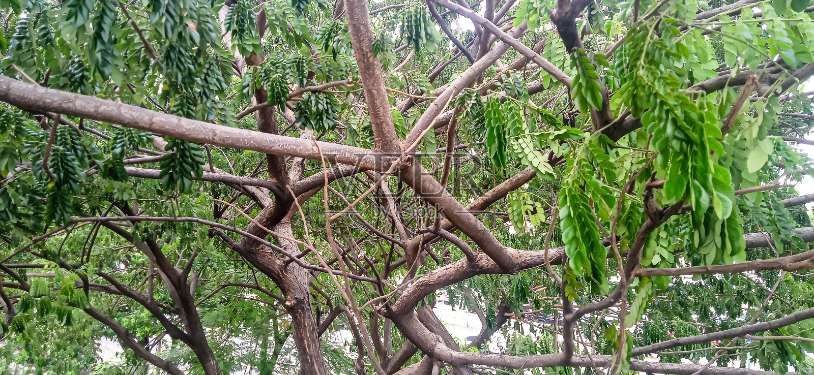 树干和树枝的特写照片照片摄影图片