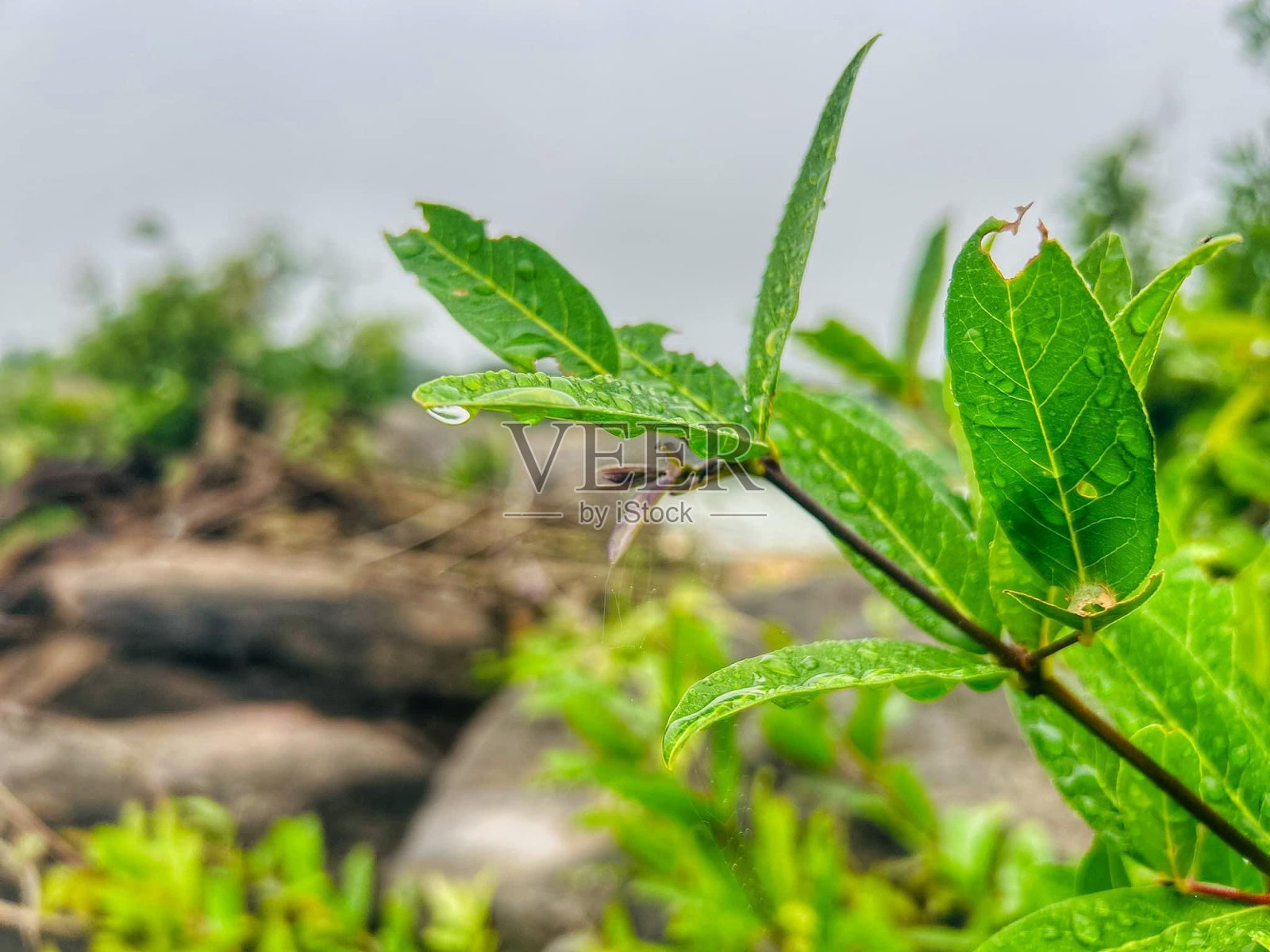 树照片摄影图片