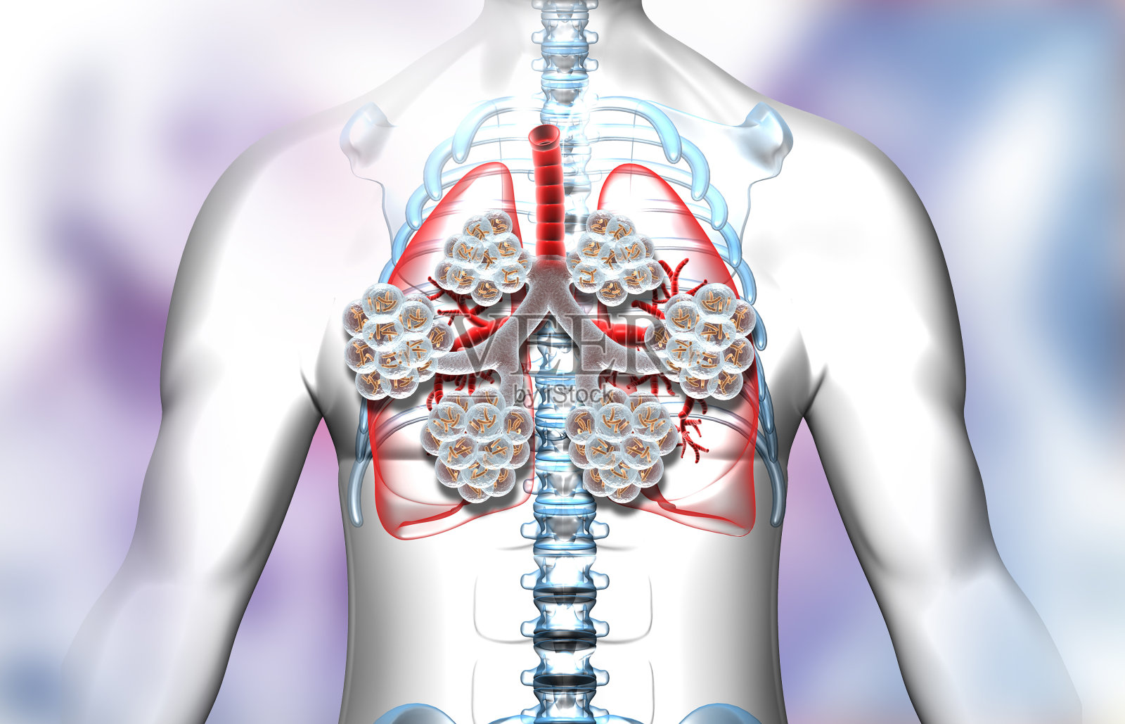 人的肺和肺泡照片摄影图片