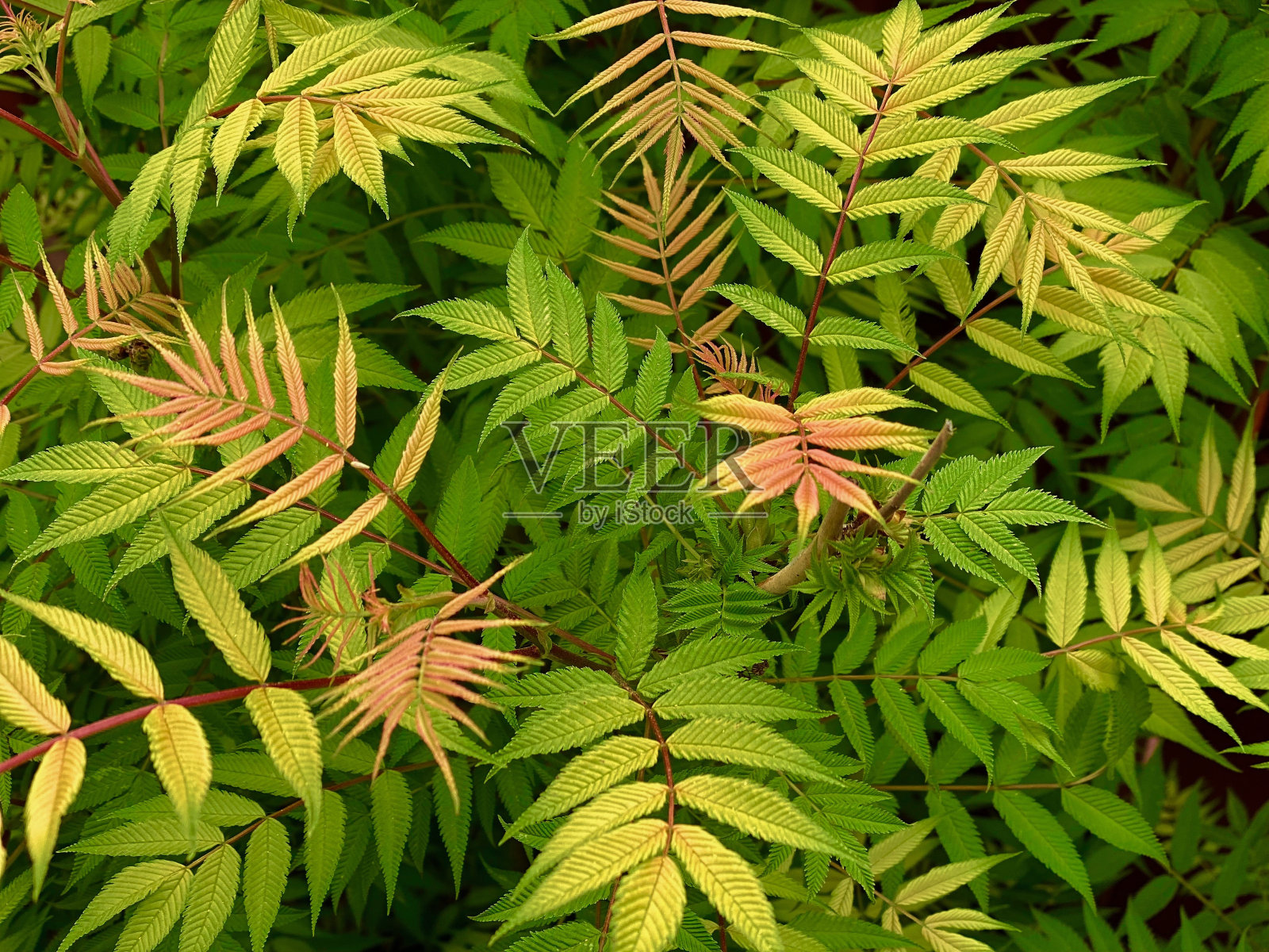 假螺旋体照片摄影图片