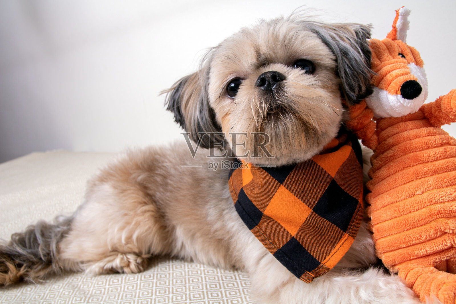 照片西施，一个小品种的狗，和一个玩具在特写照片摄影图片